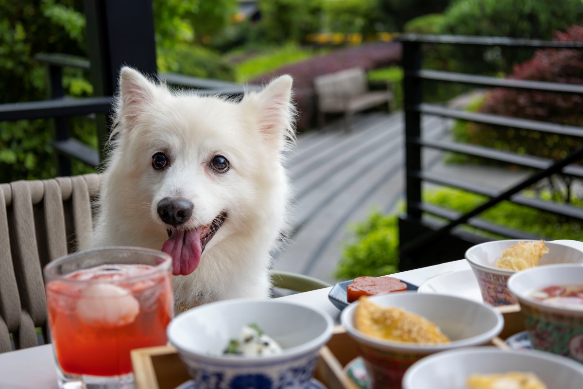 pet_friendly_high_tea_dog_and_food image Pets-friendly Imperial High Tea